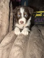 Dipstick , a female Australian Shepherd for sale in Bellefontaine, OH – 1 of 5