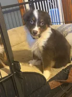 Deja, a female Australian Shepherd for sale in Bellefontaine, OH – 1 of 5