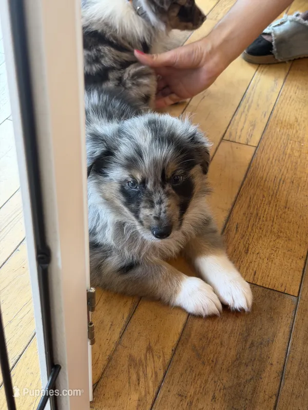 Fidget – Australian Shepherd puppy for sale in Bellefontaine, OH
