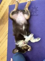 Dipstick , a female Australian Shepherd for sale in Bellefontaine, OH – 7 of 8