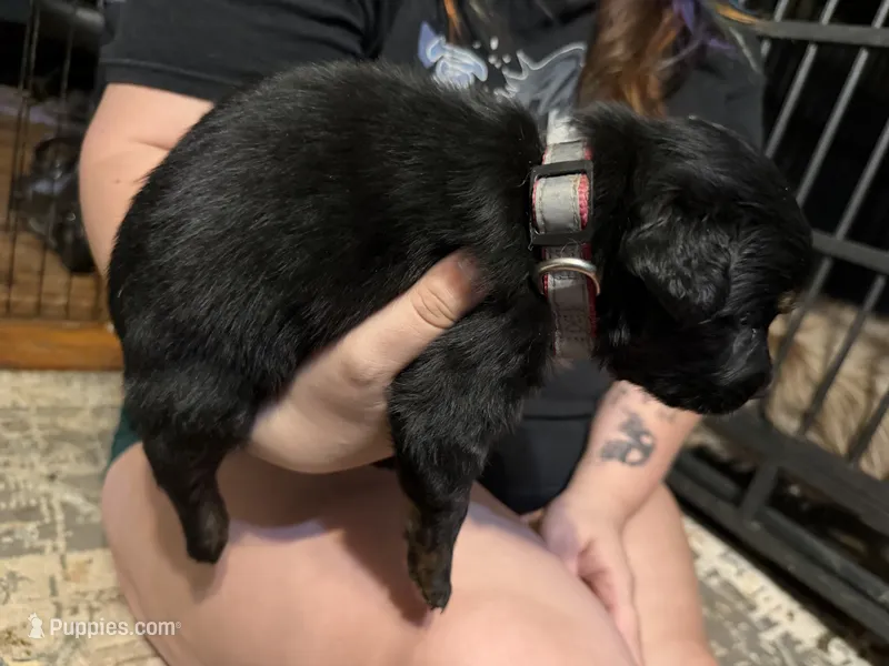 Lily – Australian Shepherd puppy for sale in Bellefontaine, OH