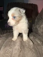 Pongo , a male Australian Shepherd for sale in Bellefontaine, OH – 2 of 5