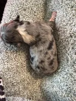 Spotty , a male Australian Shepherd for sale in Bellefontaine, OH – 2 of 4