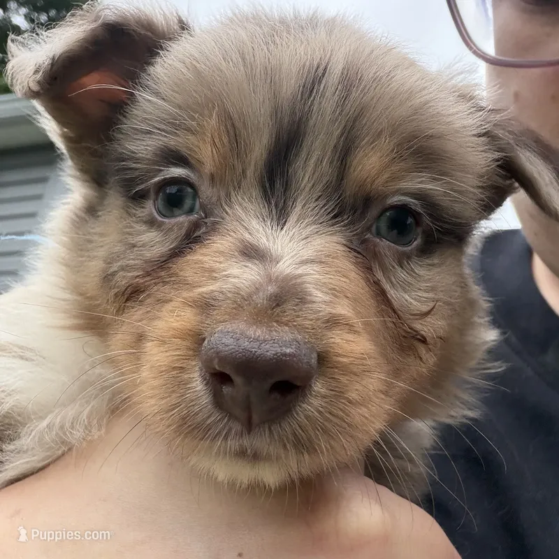 Patch – Australian Shepherd puppy for sale in Bellefontaine, OH