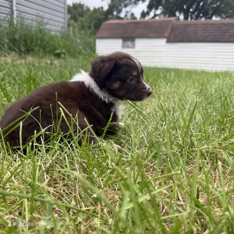 Two-tone  – Australian Shepherd puppy for sale in Bellefontaine, OH