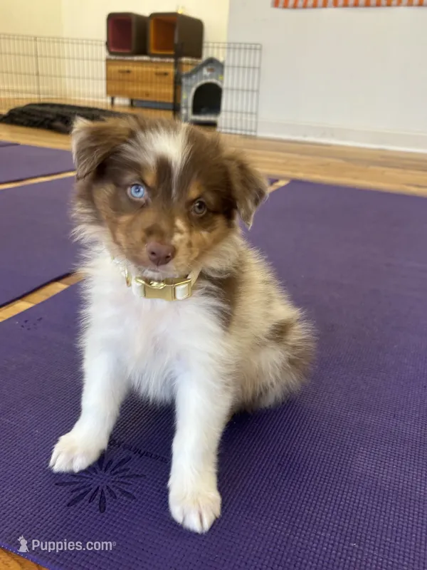 Jewel – Australian Shepherd puppy for sale in Bellefontaine, OH
