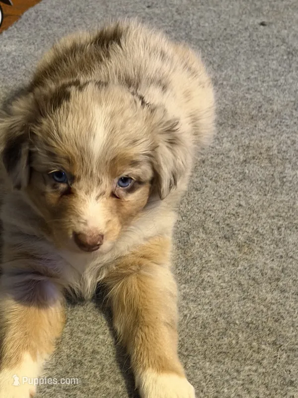 Wrangler  – Australian Shepherd puppy for sale in Bellefontaine, OH