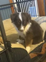 Deja, a female Australian Shepherd for sale in Bellefontaine, OH – 2 of 5