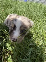 Lucky, a male Australian Shepherd for sale in Bellefontaine, OH – 2 of 4