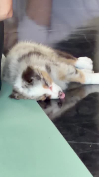 Prada, a female Australian Shepherd for sale in Bellefontaine, OH – 4 of 4