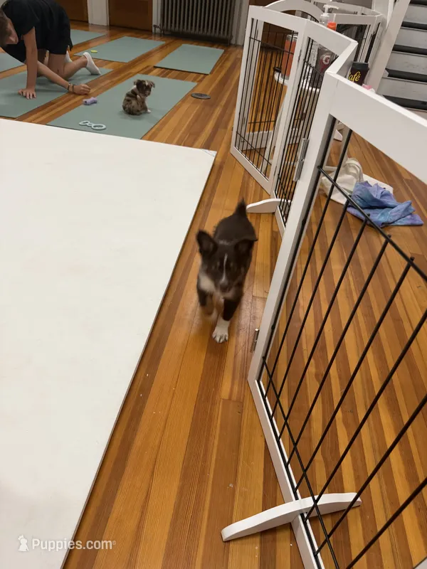 Two-tone  – Australian Shepherd puppy for sale in Bellefontaine, OH