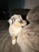 Fidget, a male Australian Shepherd for sale in Bellefontaine, OH – 3 of 5