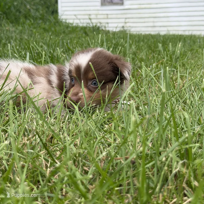 Jewel – Australian Shepherd puppy for sale in Bellefontaine, OH