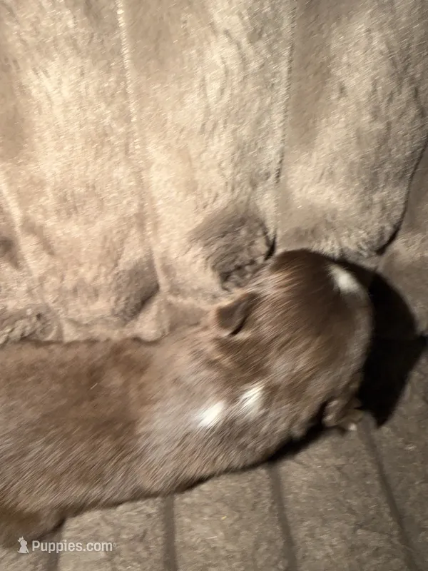 Ares – Australian Shepherd puppy for sale in Bellefontaine, OH