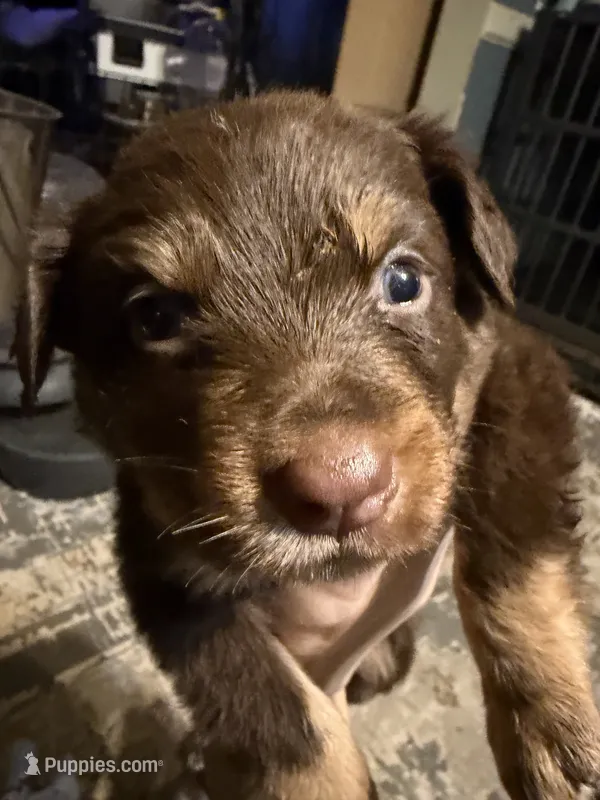 Molly  – Australian Shepherd puppy for sale in Bellefontaine, OH