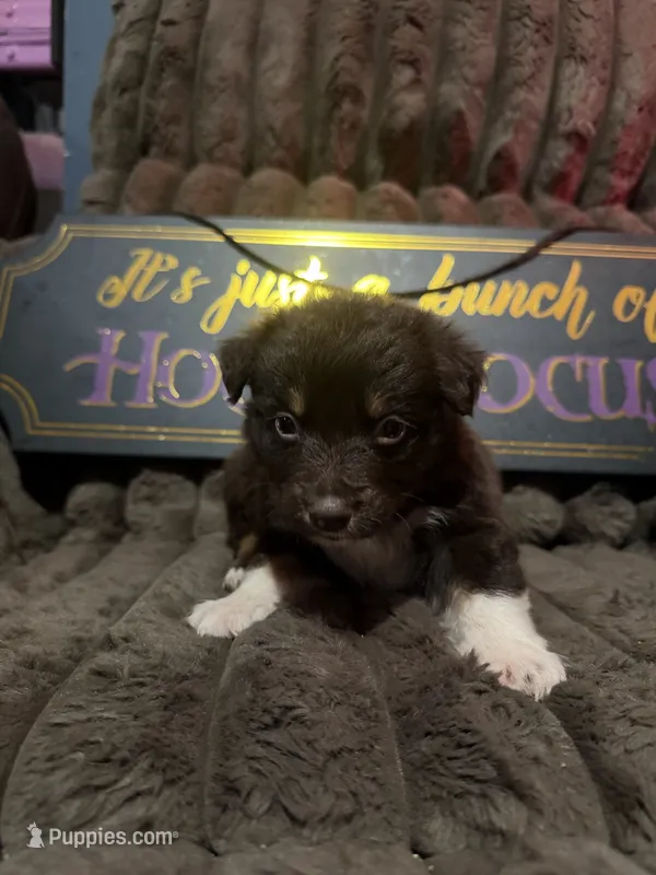 Cadpig  – Australian Shepherd puppy for sale in Bellefontaine, OH