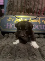 Cadpig , a female Australian Shepherd for sale in Bellefontaine, OH – 1 of 5