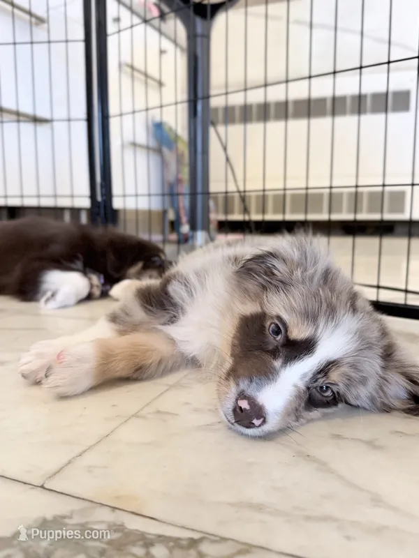 Lucky – Australian Shepherd puppy for sale in Bellefontaine, OH