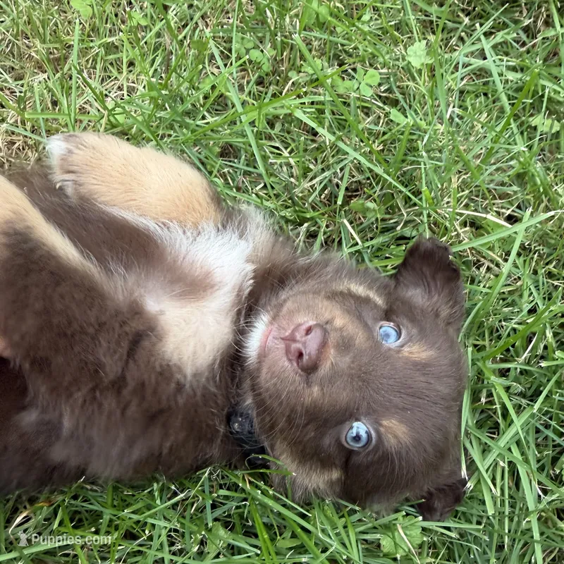 Freckles  – Australian Shepherd puppy for sale in Bellefontaine, OH