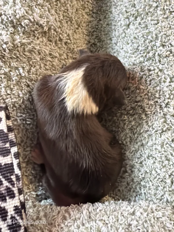 Dipstick  – Australian Shepherd puppy for sale in Bellefontaine, OH