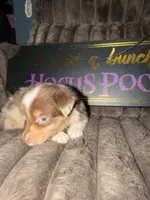 Jewel, a female Australian Shepherd for sale in Bellefontaine, OH – 5 of 6