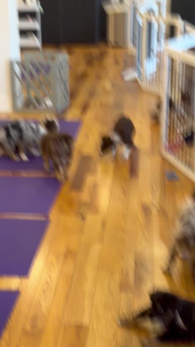 Dipstick , a female Australian Shepherd for sale in Bellefontaine, OH – 8 of 8