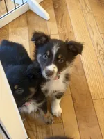 Dipstick , a female Australian Shepherd for sale in Bellefontaine, OH – 5 of 8
