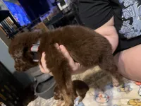 Athena , a female Australian Shepherd for sale in Bellefontaine, OH – 2 of 3