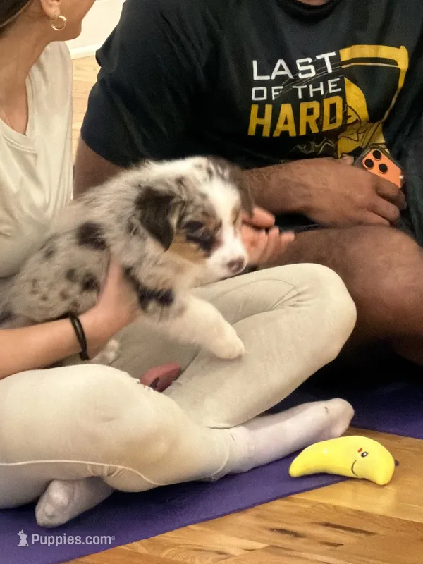 Prada – Australian Shepherd puppy for sale in Bellefontaine, OH