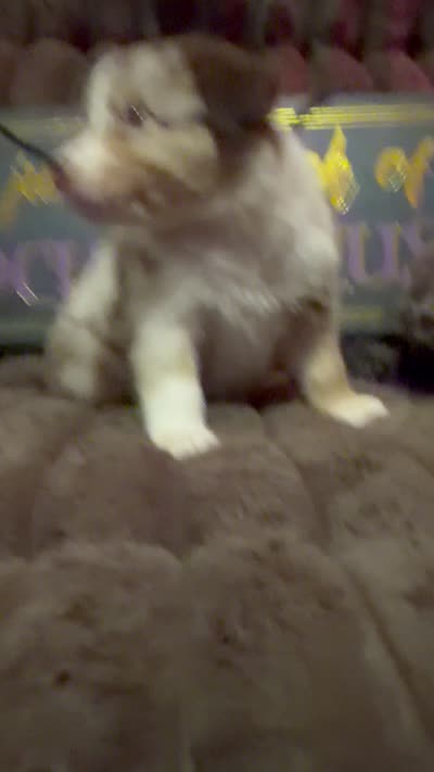 Rolly , a male Australian Shepherd for sale in Bellefontaine, OH – 4 of 4