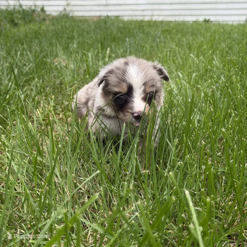 Lucky – Australian Shepherd puppy for sale in Bellefontaine, OH