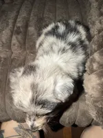 Fidget, a male Australian Shepherd for sale in Bellefontaine, OH – 4 of 5