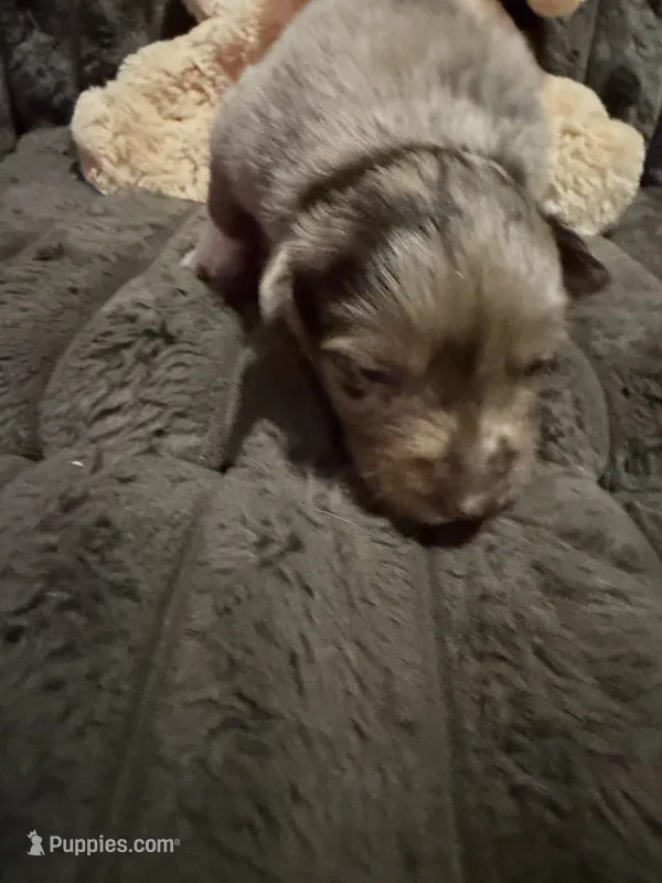 Poseidon – Australian Shepherd puppy for sale in Bellefontaine, OH