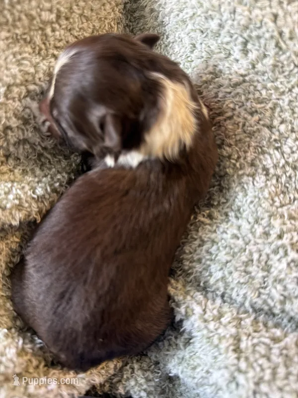Two-tone  – Australian Shepherd puppy for sale in Bellefontaine, OH