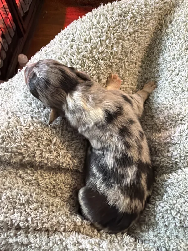 Patch – Australian Shepherd puppy for sale in Bellefontaine, OH