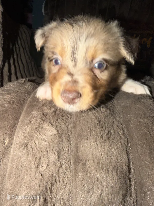 Patch – Australian Shepherd puppy for sale in Bellefontaine, OH