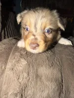 Patch, a male Australian Shepherd for sale in Bellefontaine, OH – 1 of 4