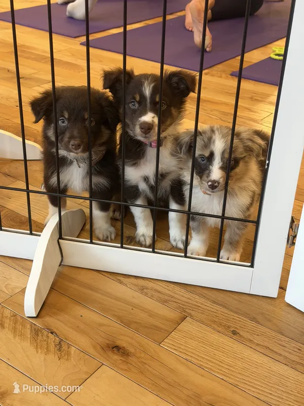 Lucky – Australian Shepherd puppy for sale in Bellefontaine, OH