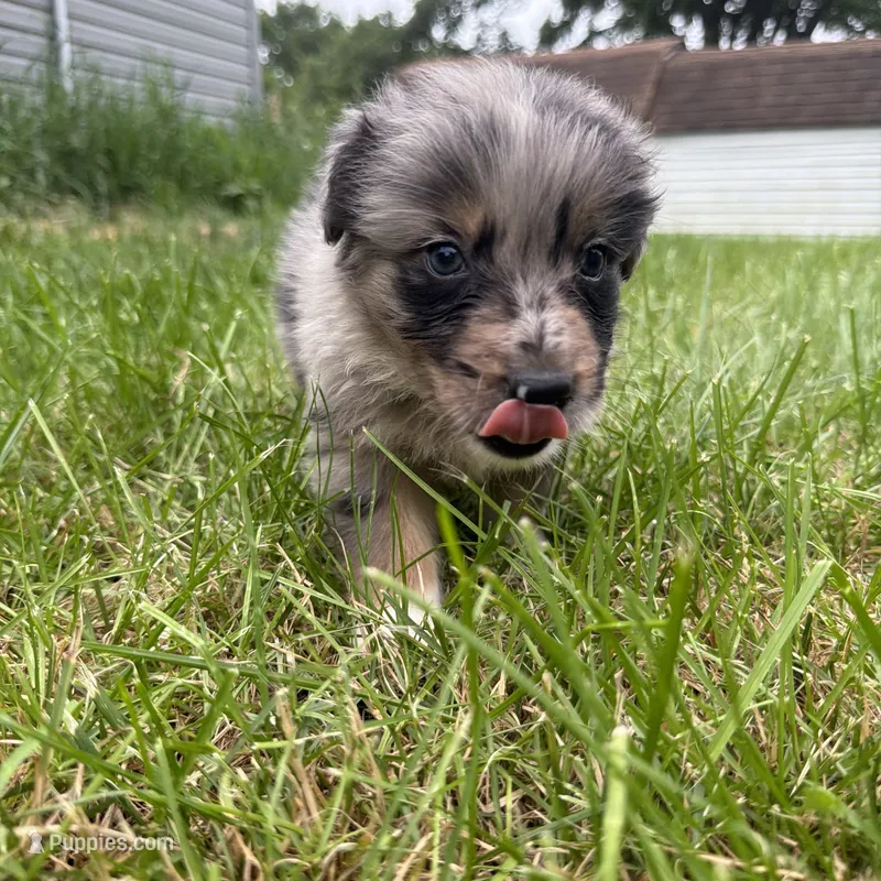 Fidget – Australian Shepherd puppy for sale in Bellefontaine, OH