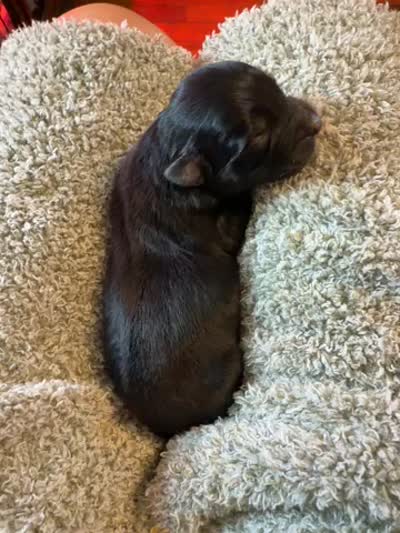 Pepper, a female Australian Shepherd for sale in Bellefontaine, OH – 4 of 4