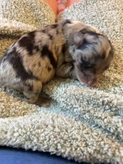 Pongo , a male Australian Shepherd for sale in Bellefontaine, OH – 4 of 4