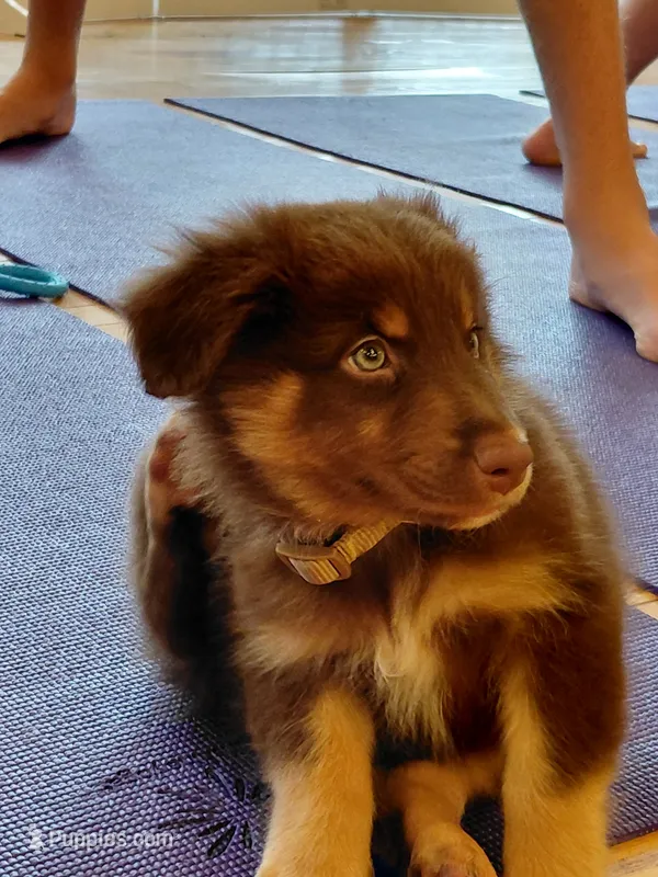 Freckles  – Australian Shepherd puppy for sale in Bellefontaine, OH