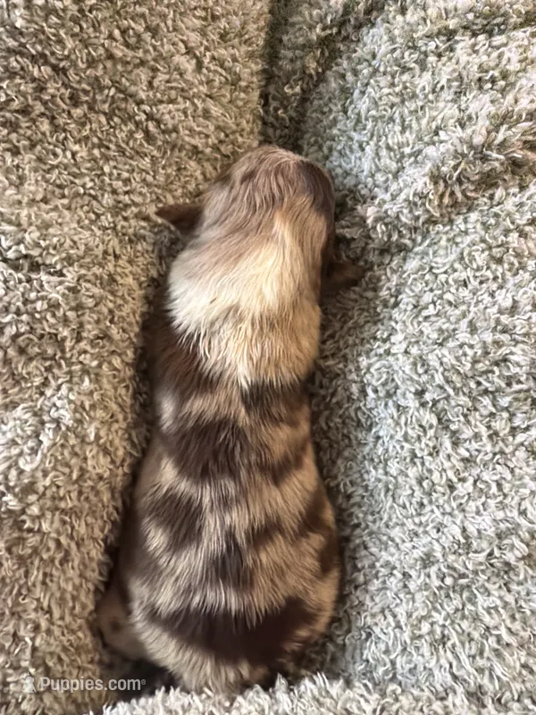 Jewel – Australian Shepherd puppy for sale in Bellefontaine, OH