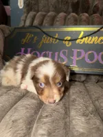 Jewel, a female Australian Shepherd for sale in Bellefontaine, OH – 1 of 6