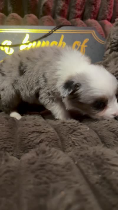 Pongo , a male Australian Shepherd for sale in Bellefontaine, OH – 5 of 5