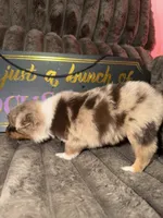 Penny , a female Australian Shepherd for sale in Bellefontaine, OH – 3 of 6
