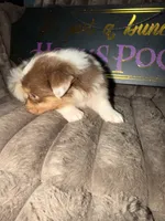 Jewel, a female Australian Shepherd for sale in Bellefontaine, OH – 6 of 6
