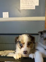Prada, a female Australian Shepherd for sale in Bellefontaine, OH – 3 of 4