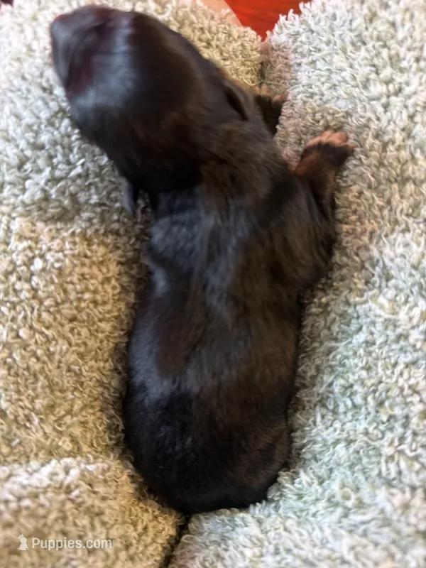 Pepper – Australian Shepherd puppy for sale in Bellefontaine, OH
