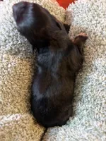 Pepper, a female Australian Shepherd for sale in Bellefontaine, OH – 1 of 4